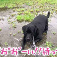 ムニくんのお散歩拒否6