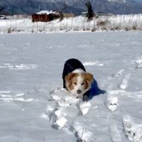 雪玉を狙うのあさん