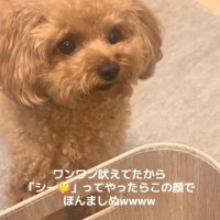 トイプードル