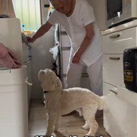 ワンコとおじいちゃんの日常6