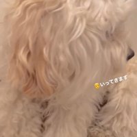 背中越しにドアを見つめる犬