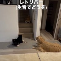 「柴の乱」の予感…