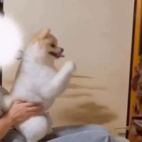 手を合わせてご挨拶♡
