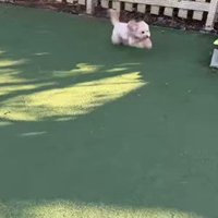 茶々丸くんのハプニング2