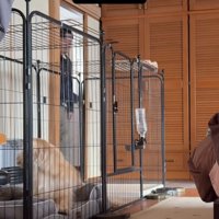 入ってきた人を見る犬