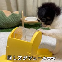 知育おもちゃで遊ぶピノちゃん＆パルムちゃん9