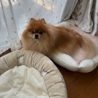 つくねちゃんは番犬として大活躍！