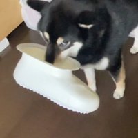 飼い主さんを見るコテツくん