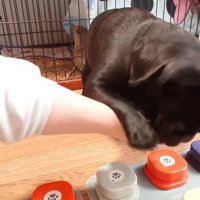 飼い主の制止を振り切ってボタンを押そうとする妹犬