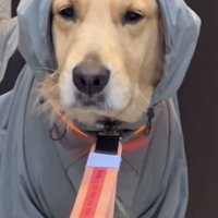 納得いかない表情の犬