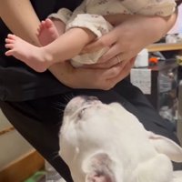 コロちゃんと赤ちゃんの初対面4