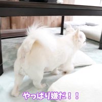 ヤキモチを妬くコハクくん7