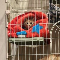 ルパンちゃんは困惑顔