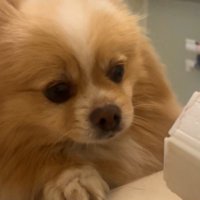 心配そうなお顔