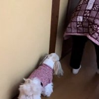 おばあちゃんの後を追う小梅ちゃん