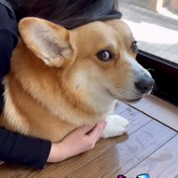 引き下がる飼い主さん