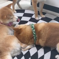 全く動じない幾三くん