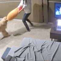 仕事の妨害、大成功！