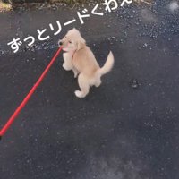「こっちに行く」と主張