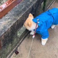 橋の隙間から川を眺める犬