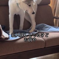 「誰がやったの…！」
