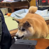 皿を拾う犬