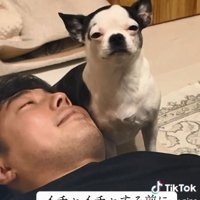 ピペちゃんを見るパパ