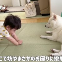 お座りをお披露目