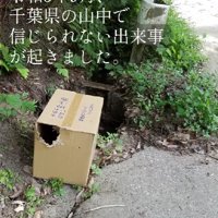 ダンボール箱に閉じ込められて…