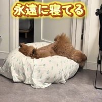 お出迎えよりお昼寝重視♡