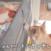 にこちゃんも頑張ります