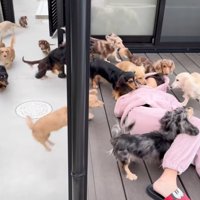 犬に囲まれる女の子