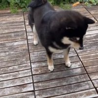 おやつを投げる飼い主