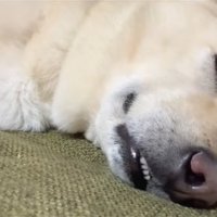 目を覚ました保護犬