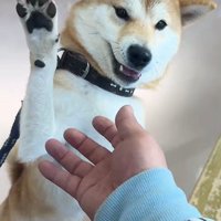 動物病院に来た3匹の柴犬4