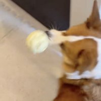 ボール遊び、再開！