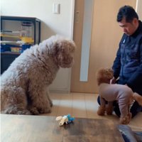 首を傾げる小型犬