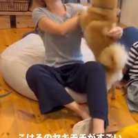 お母さんと遊ぶ犬1