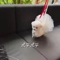 ドレスで歩く犬