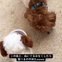 こあ君のご飯の横におもちゃを置いたら6