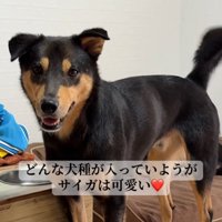 飼い主を見てしっぽを振る犬