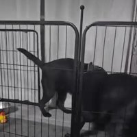 縄を取り合う犬5