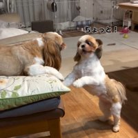 抗議するくるみちゃん