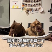 2匹の遊ぶ犬2