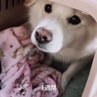 クレートの中で少し前に出てきた犬
