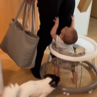 行ったり来たりする犬