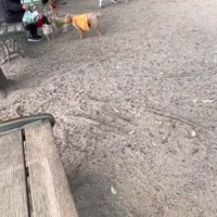 サフランちゃんの予想外の行動5