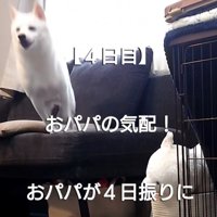 ソファから飛び降りる犬