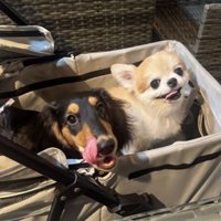 並んで座るダックスとチワワ
