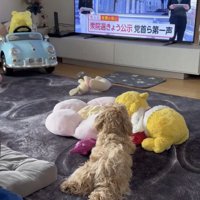 「ウッ」と声でもお返事